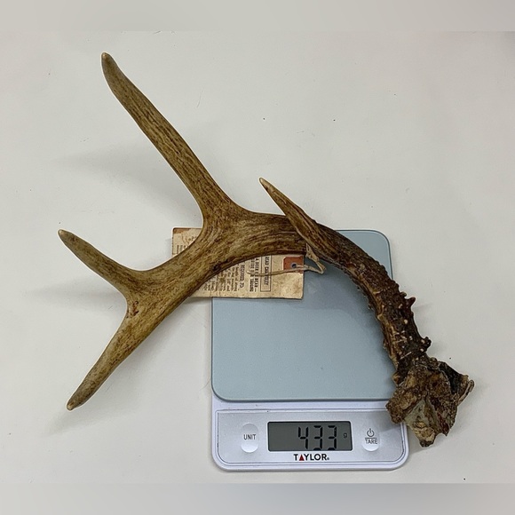 Vintage Upper Peninsula Michigan Deer Antler 15.3oz/433g 1977 - Picture 10 of 14